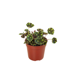 Foliage Starter Trio - 3 Live Houseplants