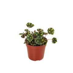 Begonia Tiger Paws - 4" Pot