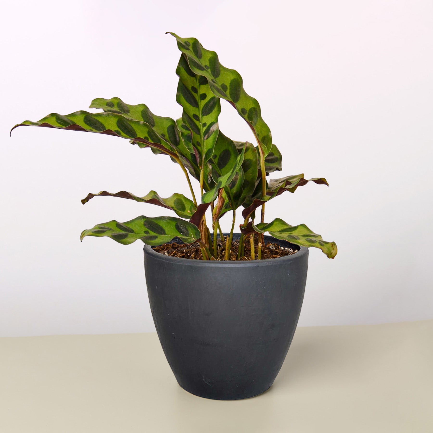 Calathea Lancifolia 'Rattlesnake' - photo 7
