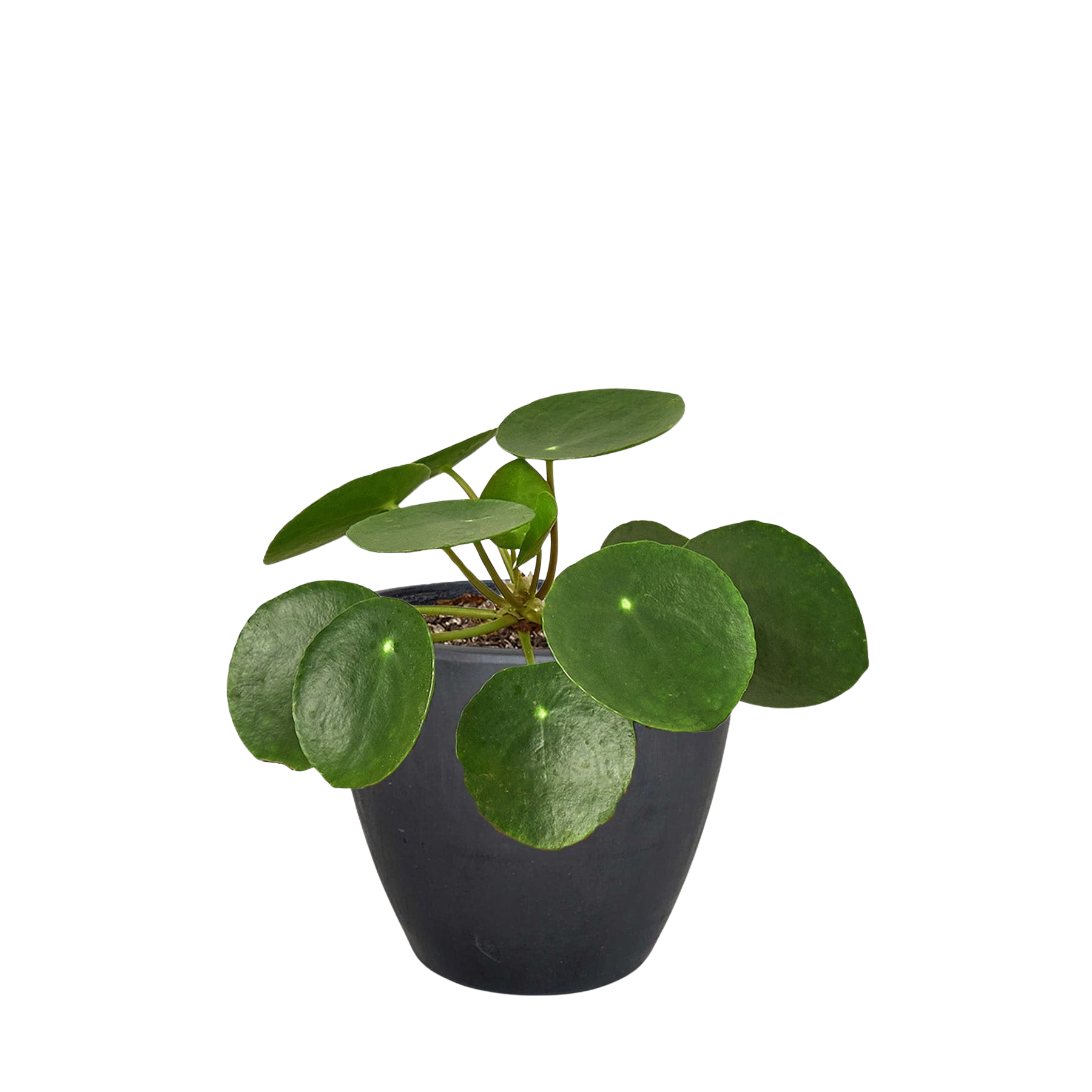 Pilea Peperomioides 'Chinese Money' - photo 5