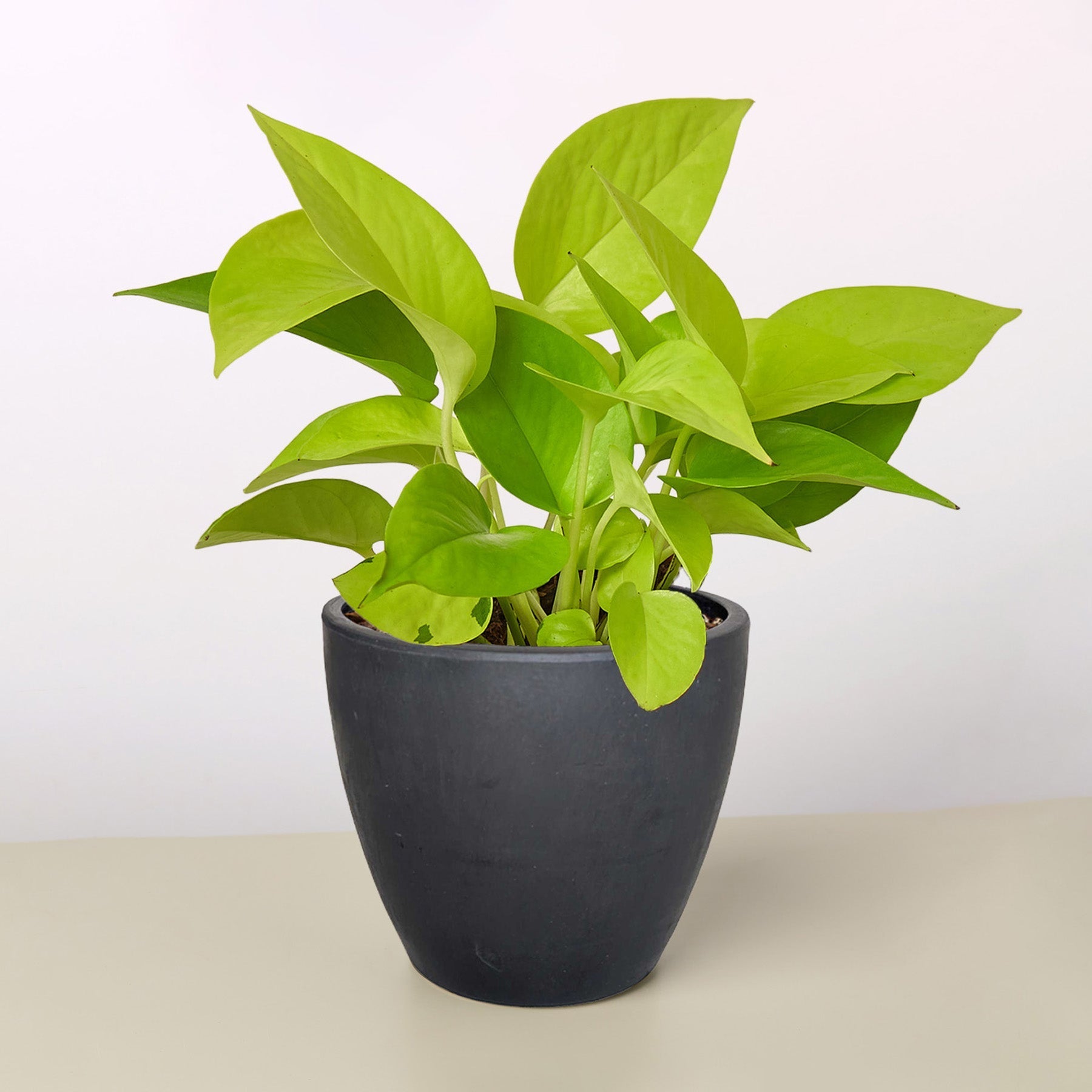 Pothos 'Neon' - photo 8