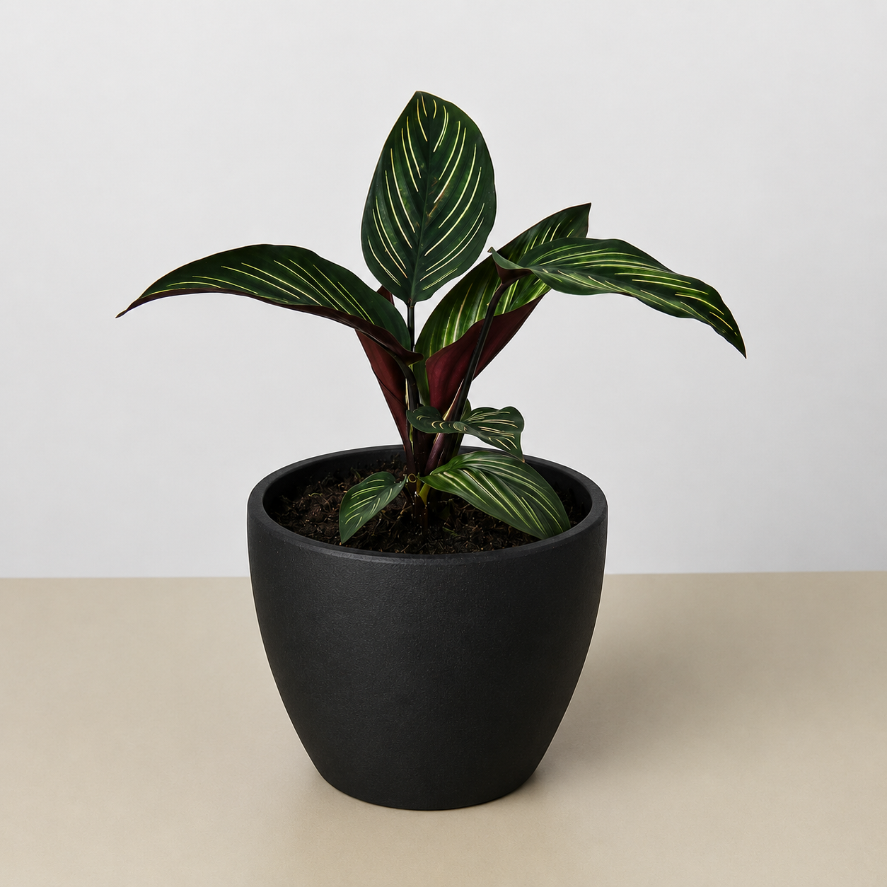 Calathea 'Beauty Star' - photo 7