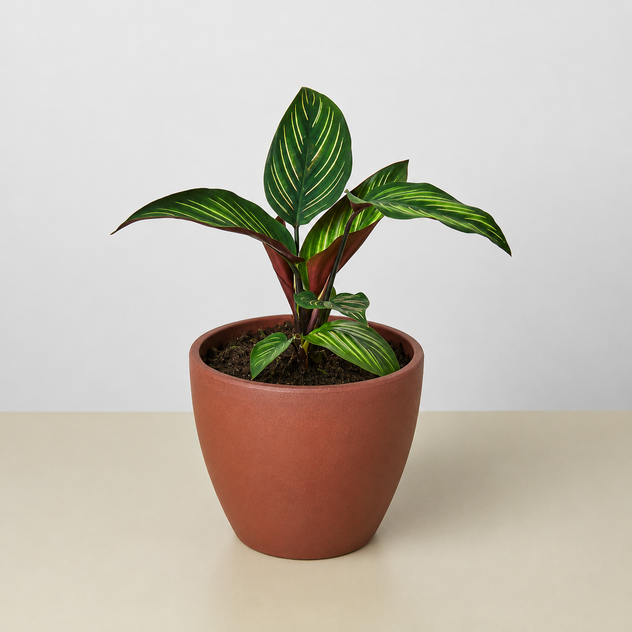 Calathea 'Beauty Star' - photo 6