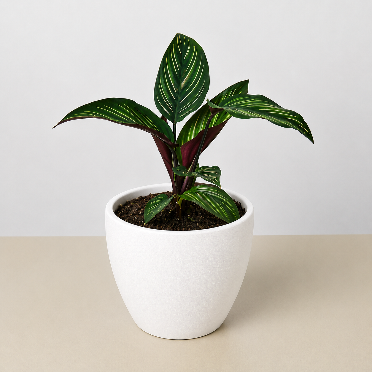 Calathea 'Beauty Star' - photo 8