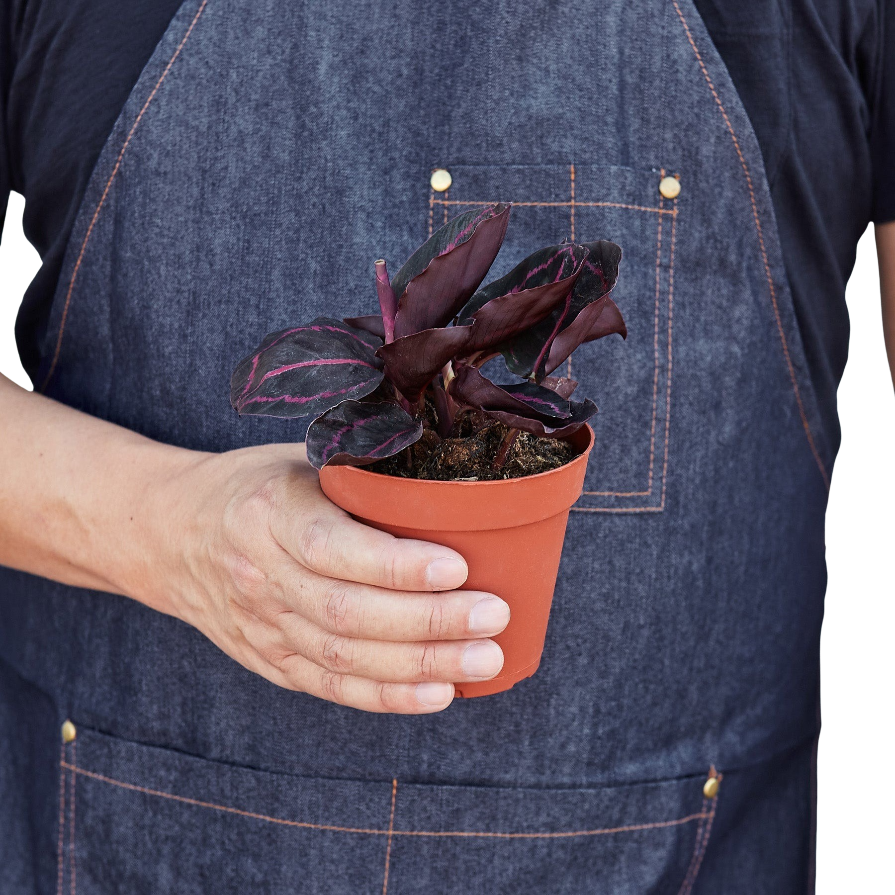 Calathea 'Dottie' - photo 3