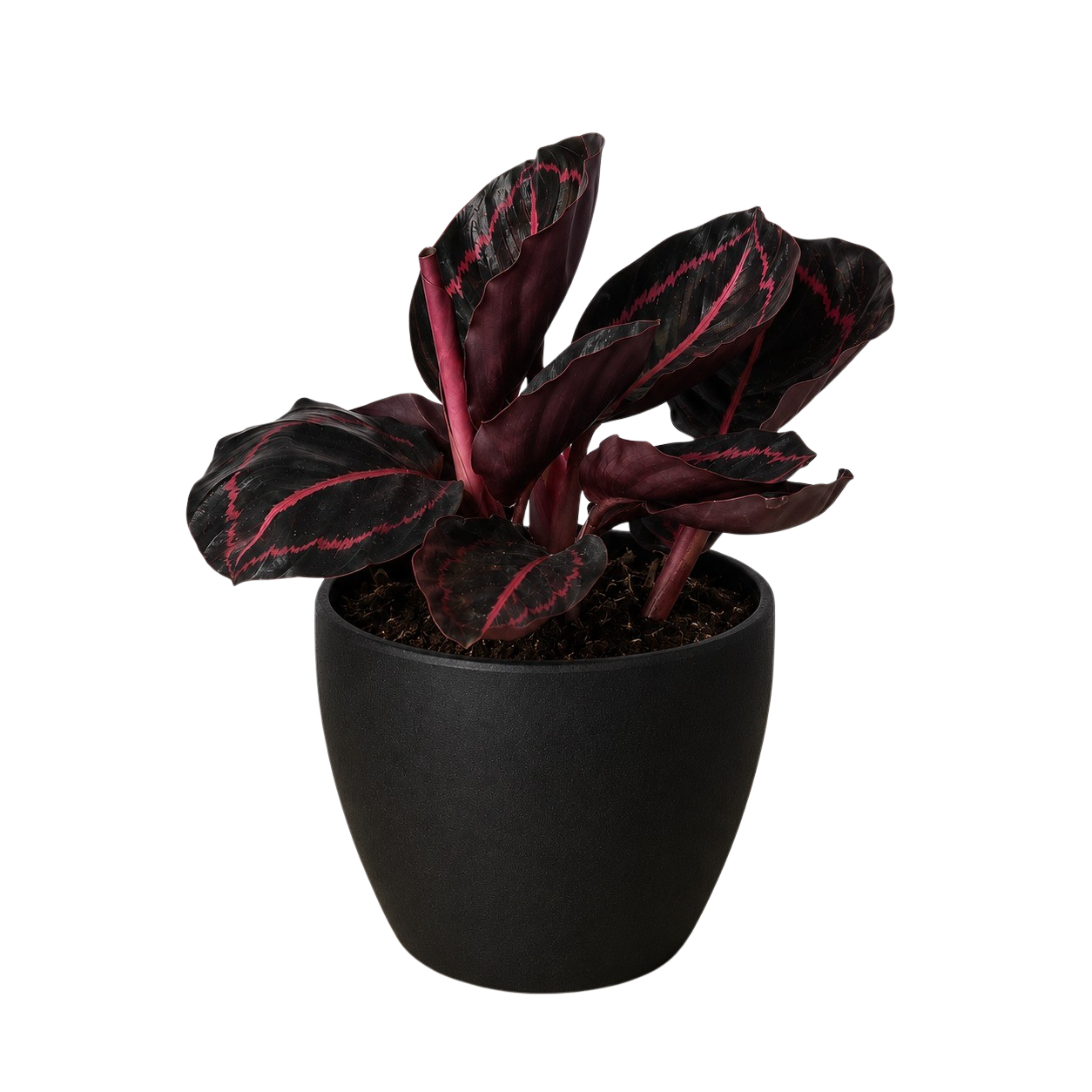 Calathea 'Dottie' - photo 8