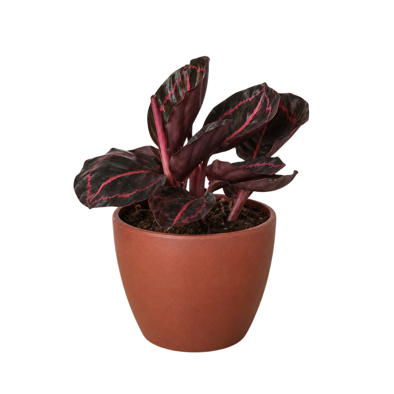Calathea 'Dottie' - photo 7