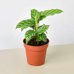 Calathea Concinna 'Freddie' live houseplant