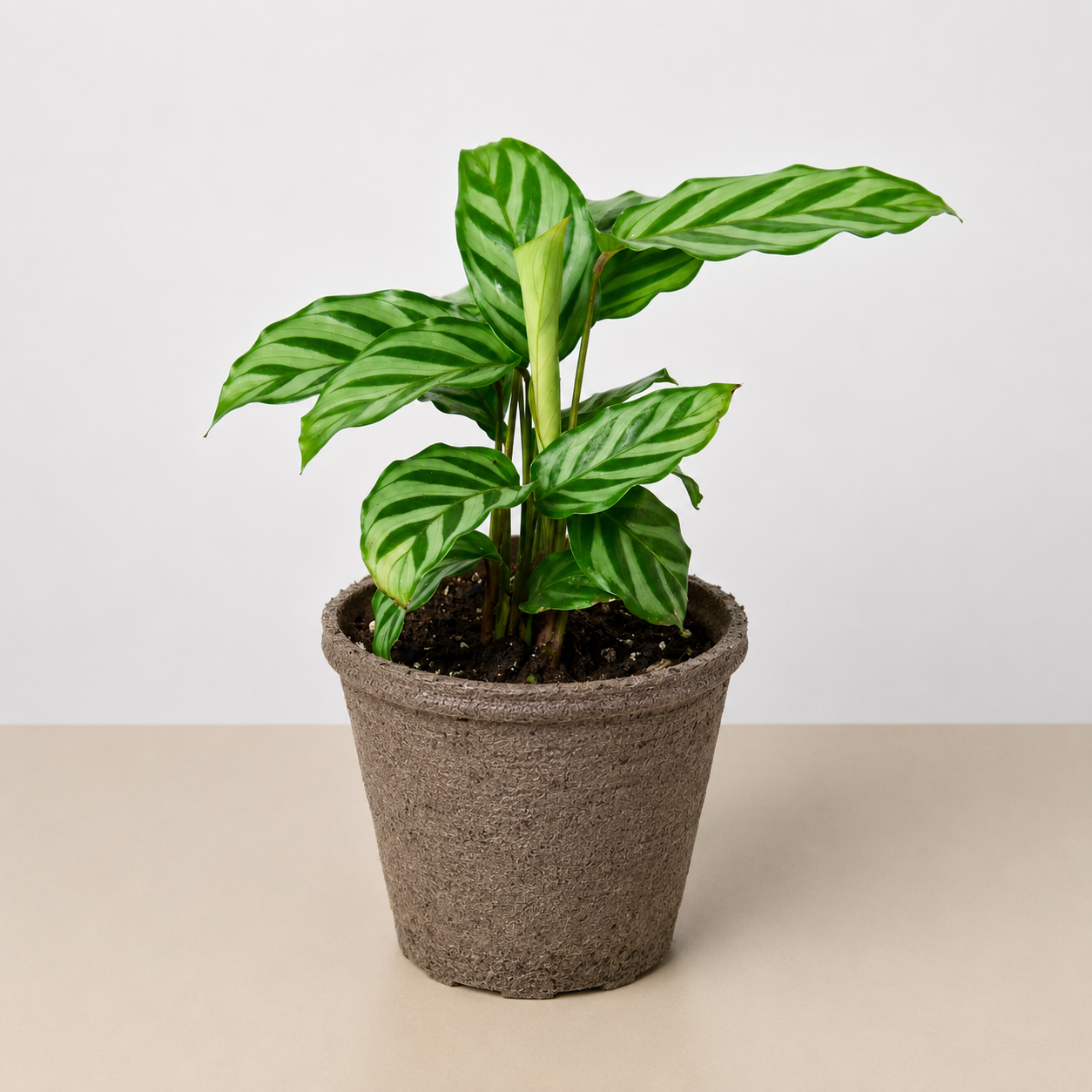 Calathea Concinna 'Freddie' - photo 8