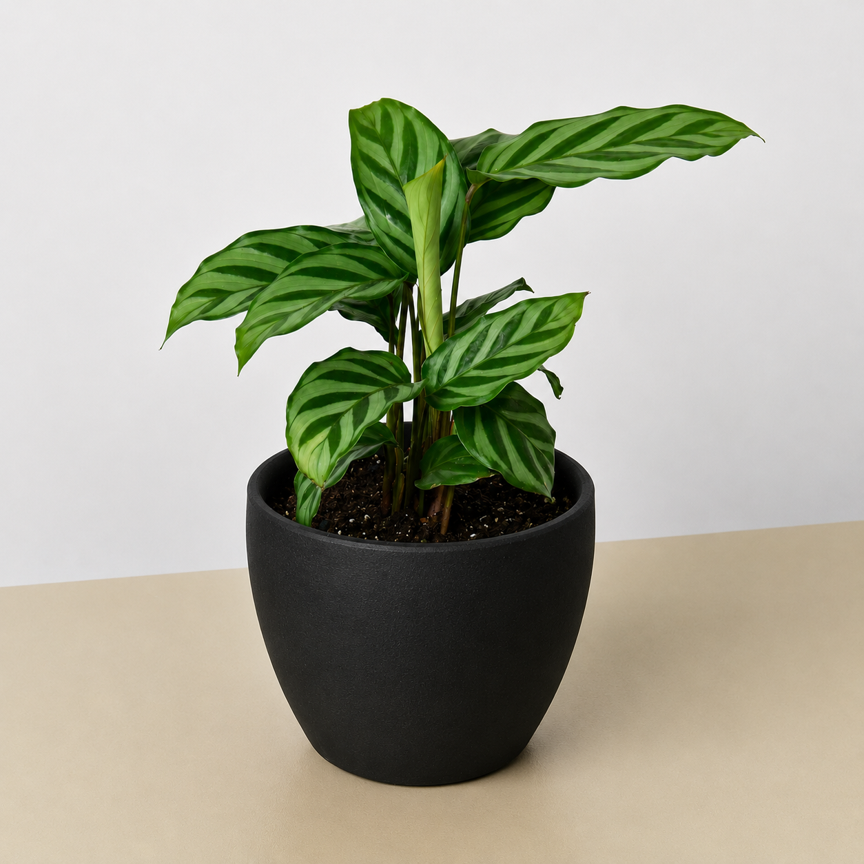 Calathea Concinna 'Freddie' - photo 5