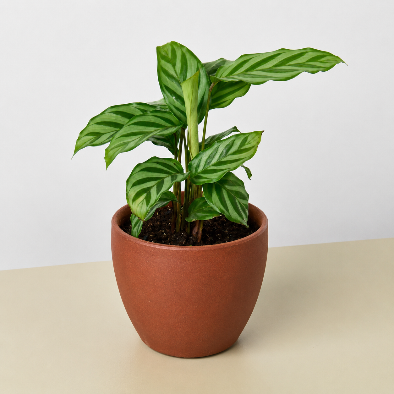 Calathea Concinna 'Freddie' - photo 6