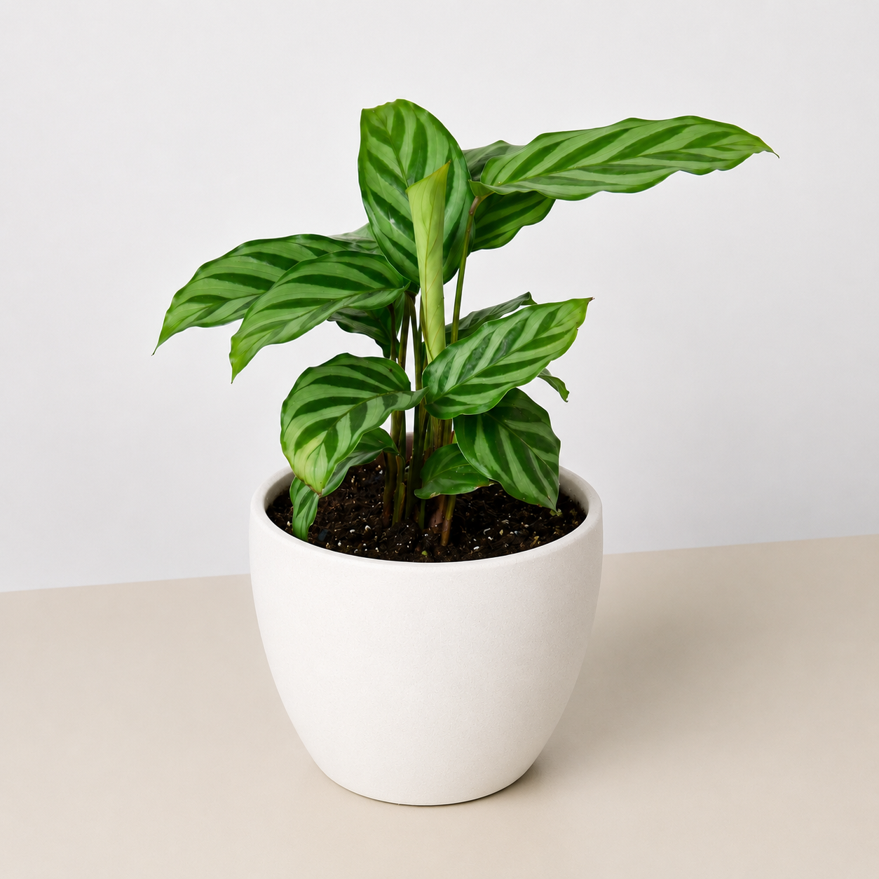 Calathea Concinna 'Freddie' - photo 7