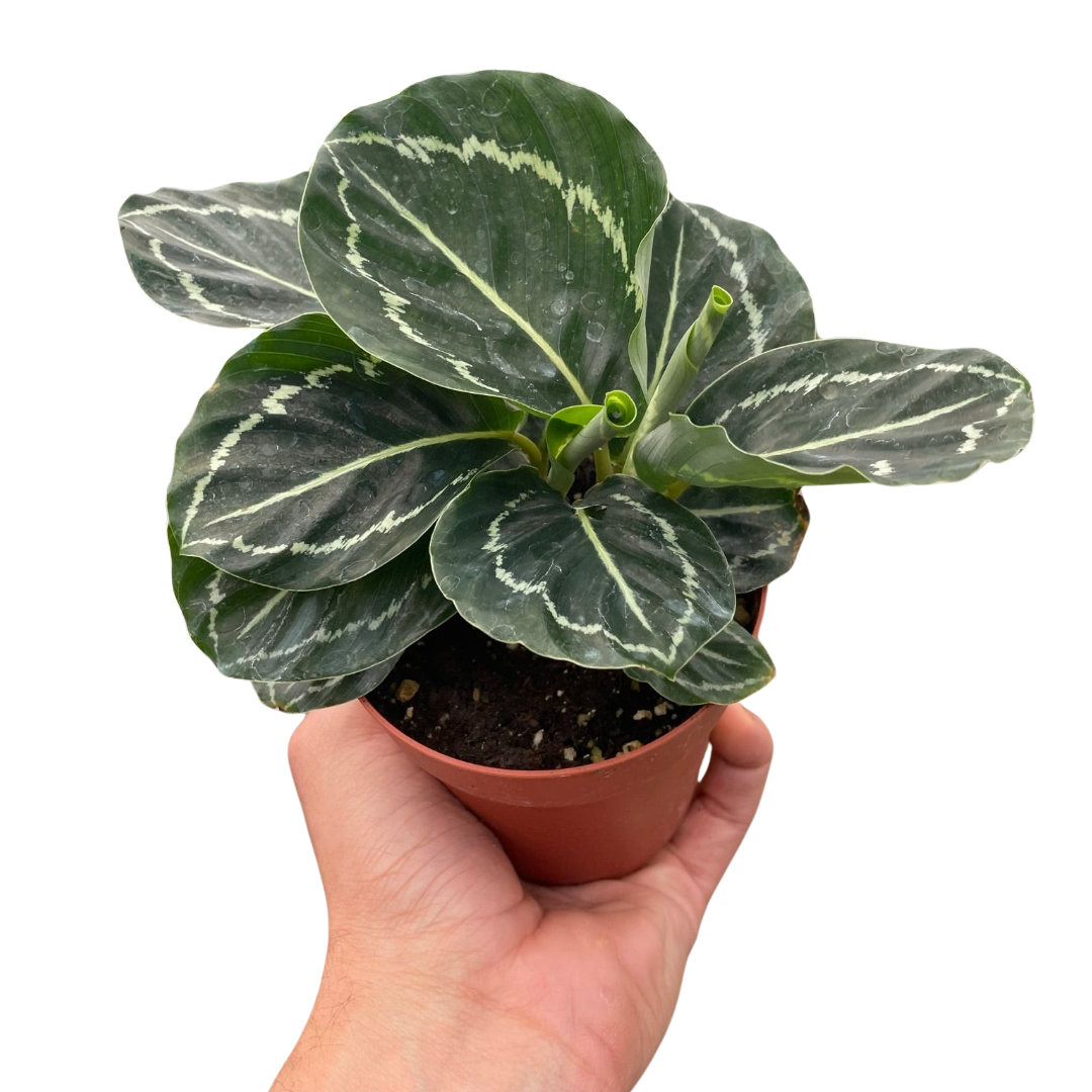 Calathea 'Green Goddess' live houseplant