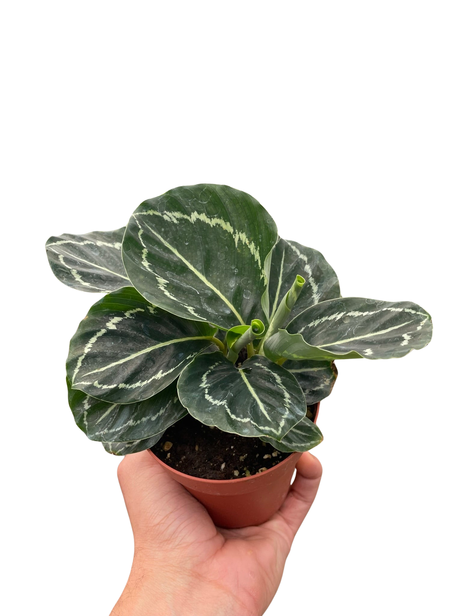 Calathea 'Green Goddess' - photo 3