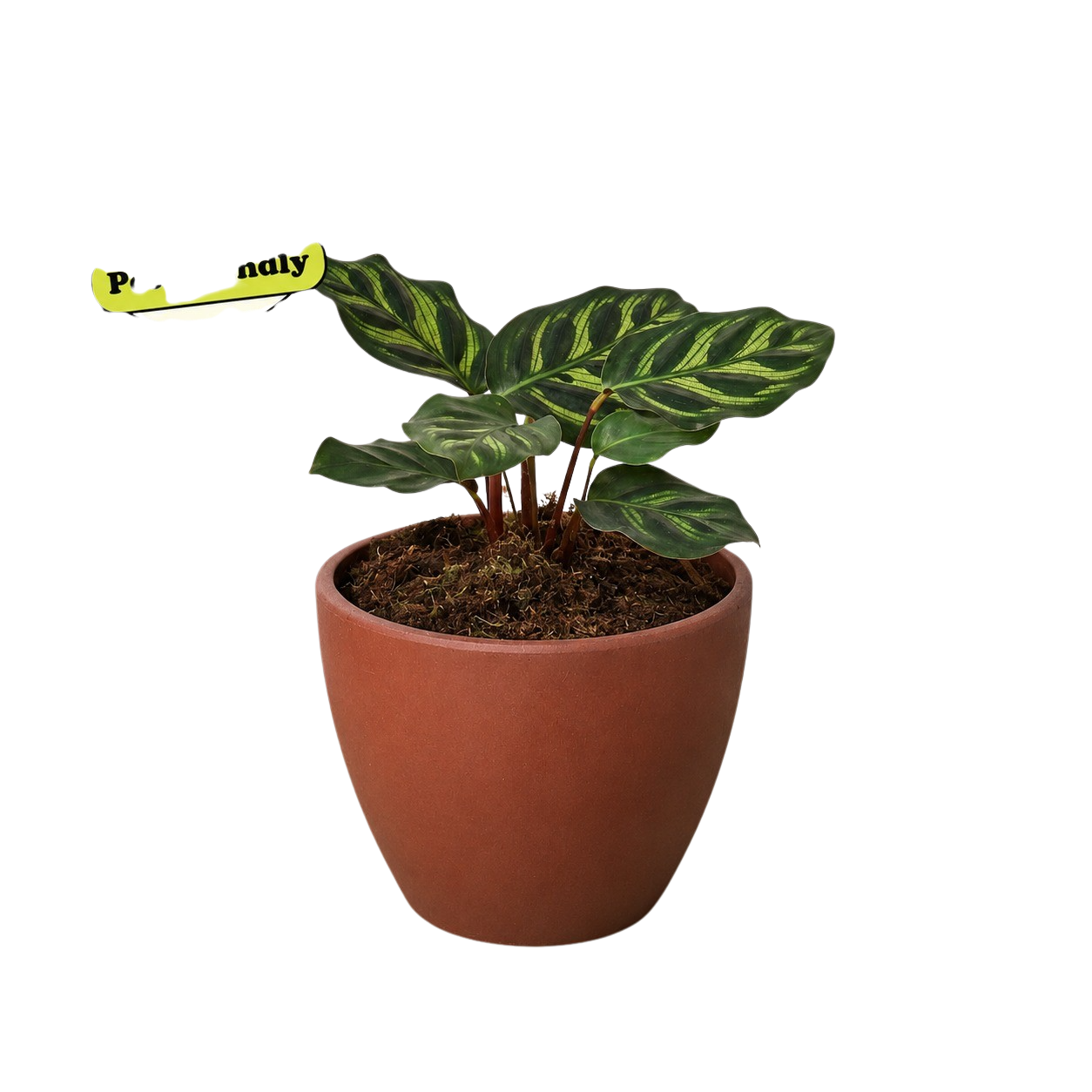 Calathea 'Makoyana' - photo 8