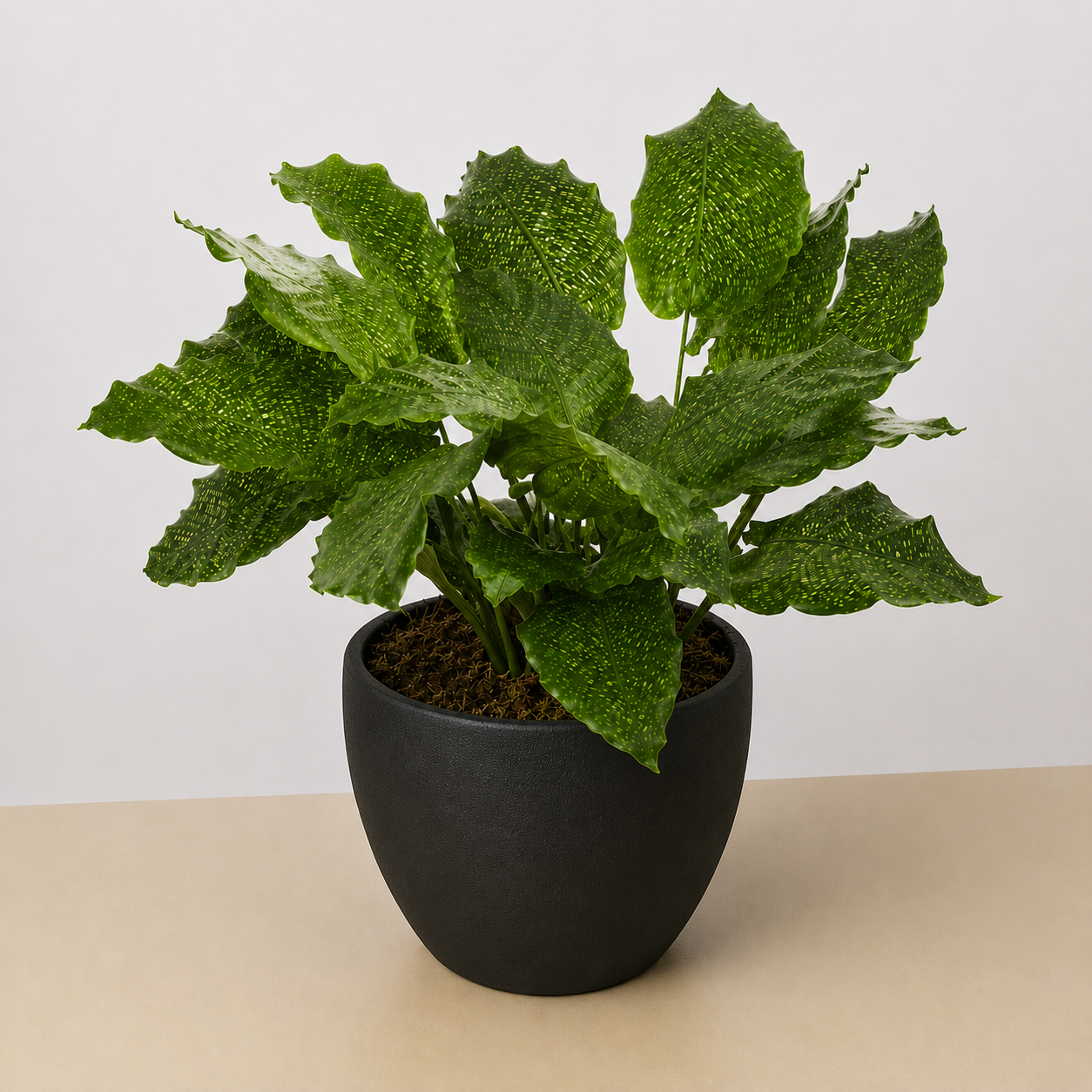 Calathea 'Musaica' - photo 5