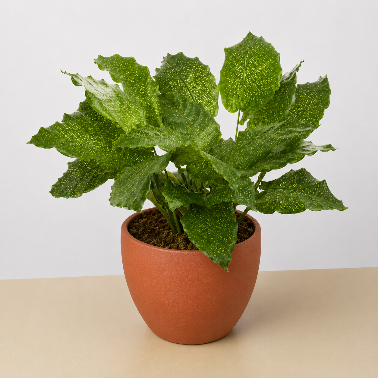 Calathea 'Musaica' - photo 6