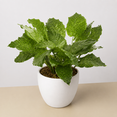 Calathea 'Musaica' - photo 3
