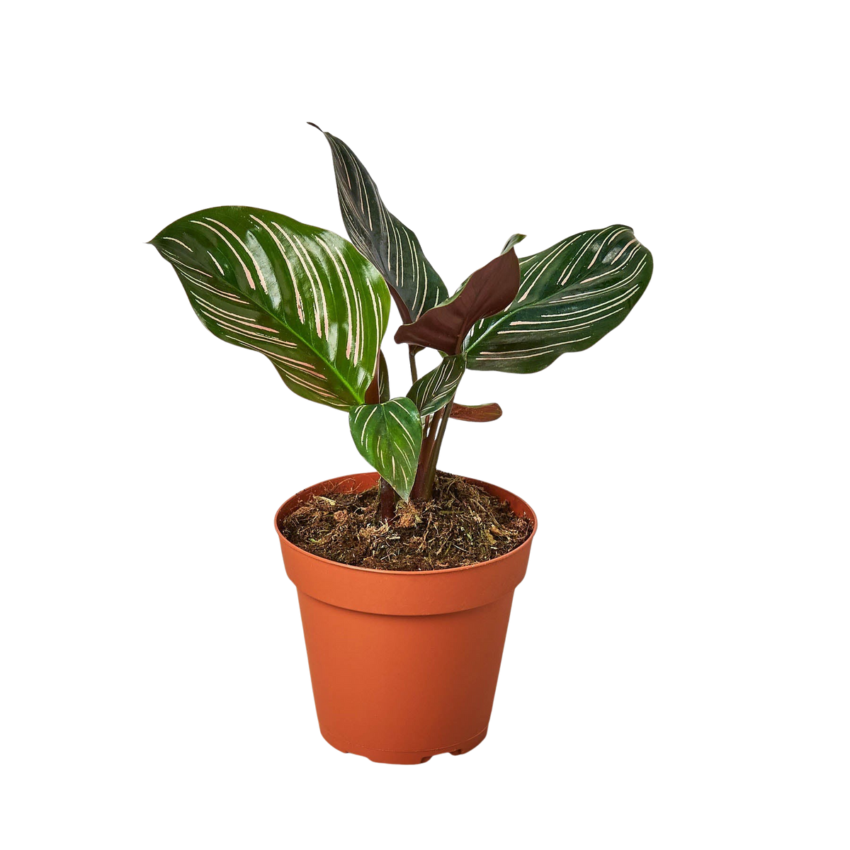 Calathea 'Ornata' live houseplant
