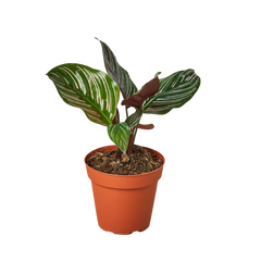 Calathea 'Ornata' live houseplant