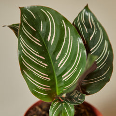 Calathea 'Ornata' - photo 2