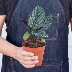 Calathea 'Ornata' - photo 3