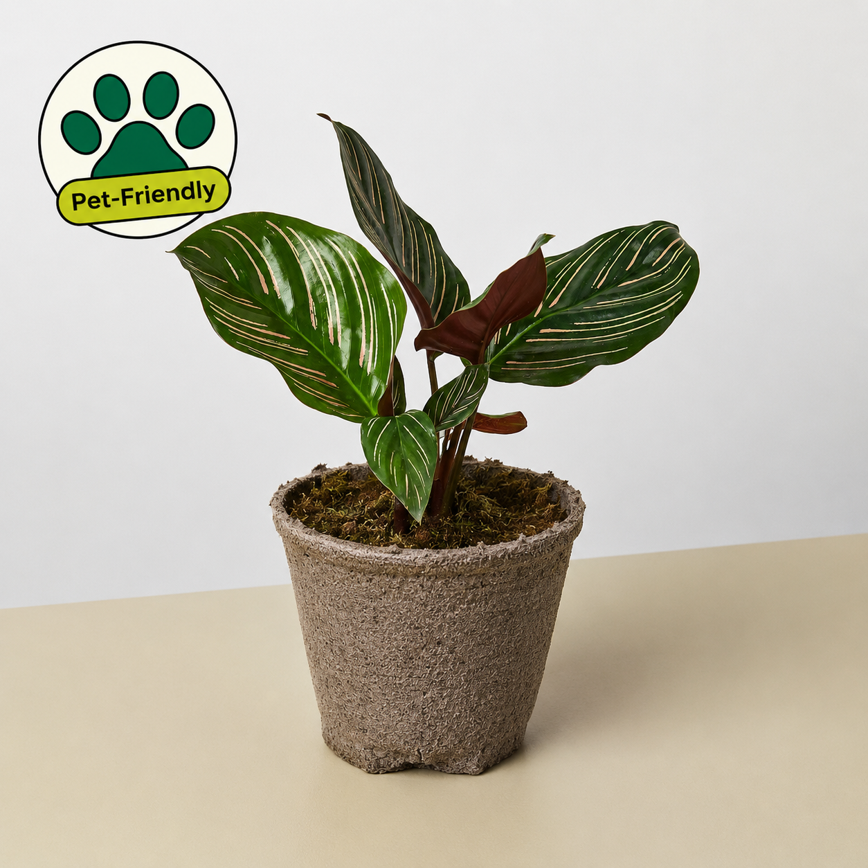 Calathea 'Ornata' - photo 8