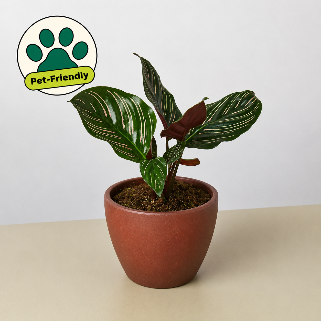 Calathea 'Ornata' - photo 7