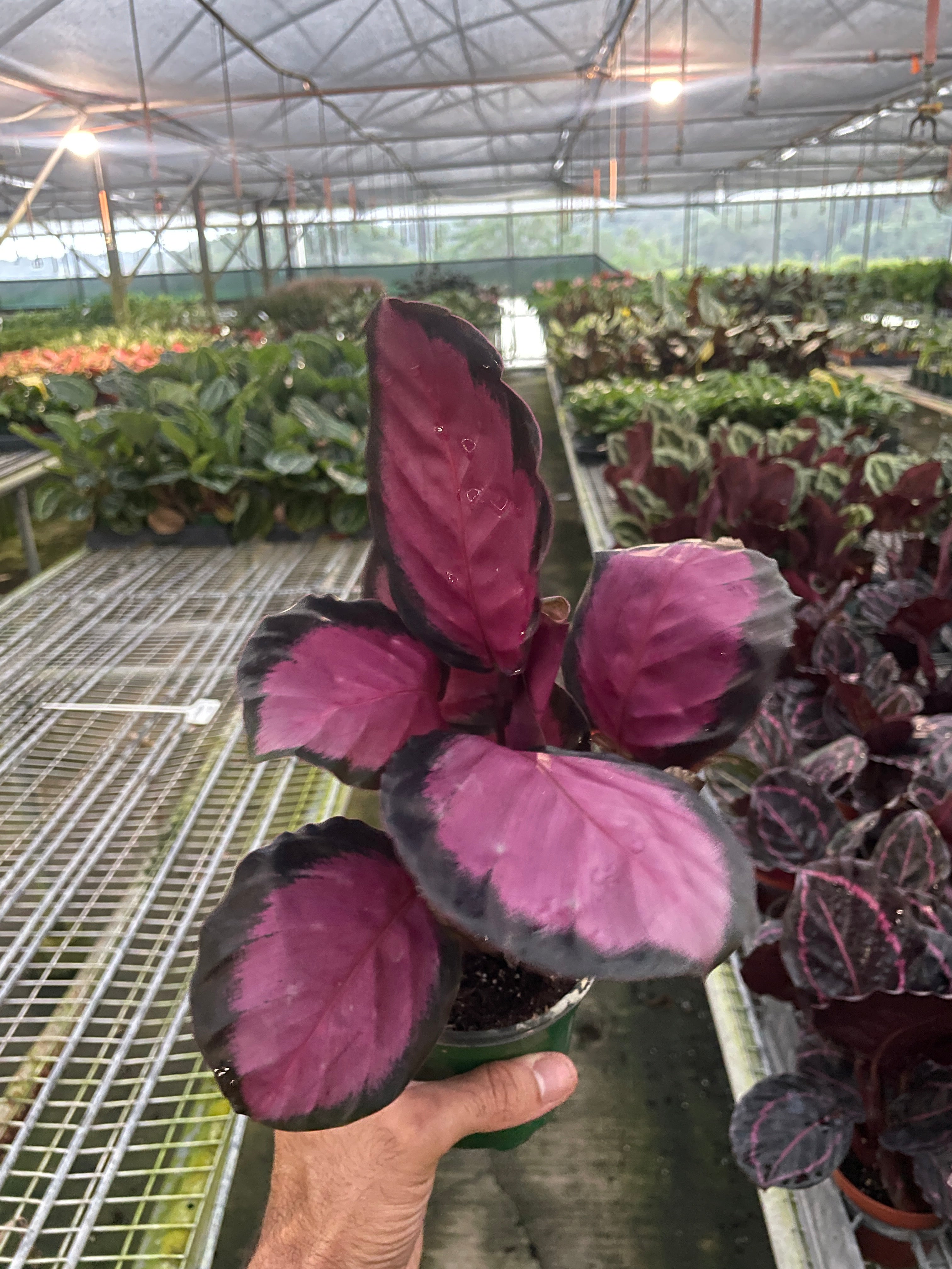 Calathea 'Purple Rose' - photo 2