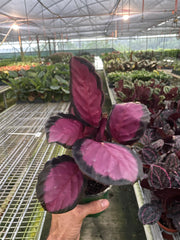 Calathea 'Purple Rose' - photo 2