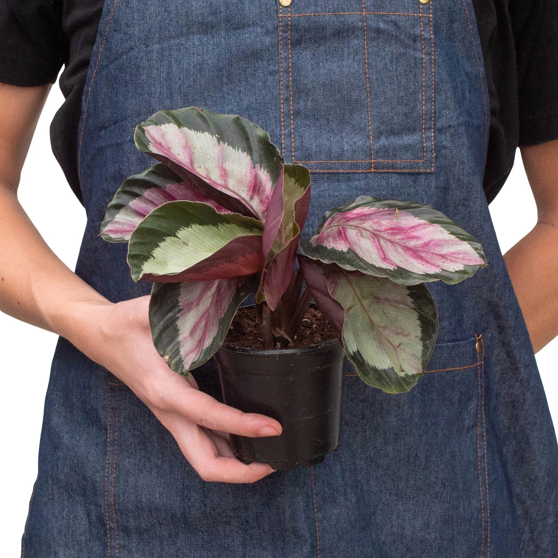 Calathea roseopicta 'Silvia' - photo 3
