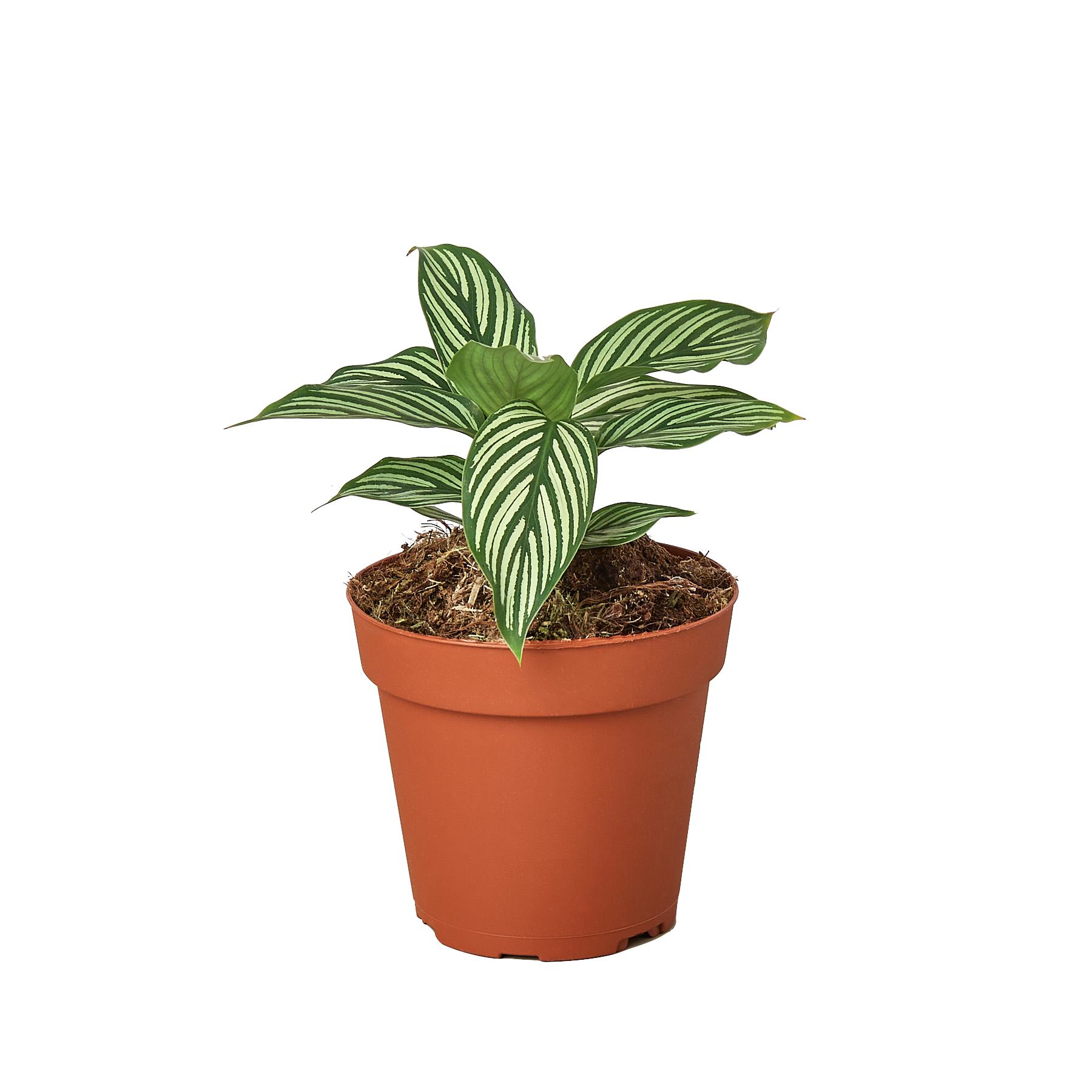 Calathea 'Vittata' live houseplant