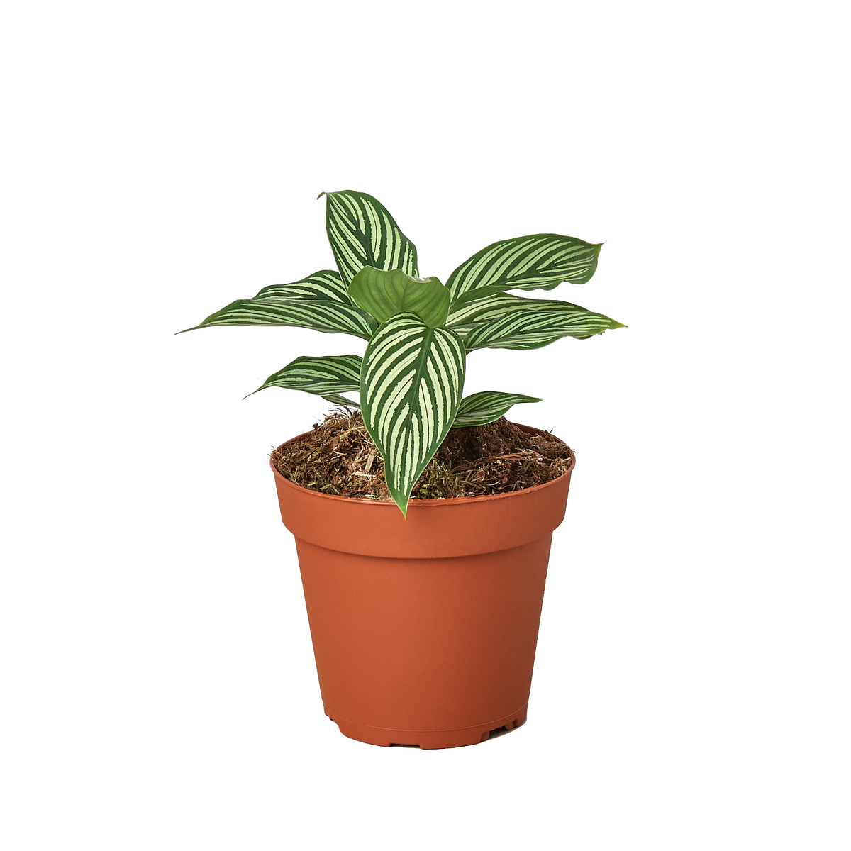 Calathea 'Vittata' live houseplant