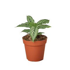Calathea 'Vittata' live houseplant