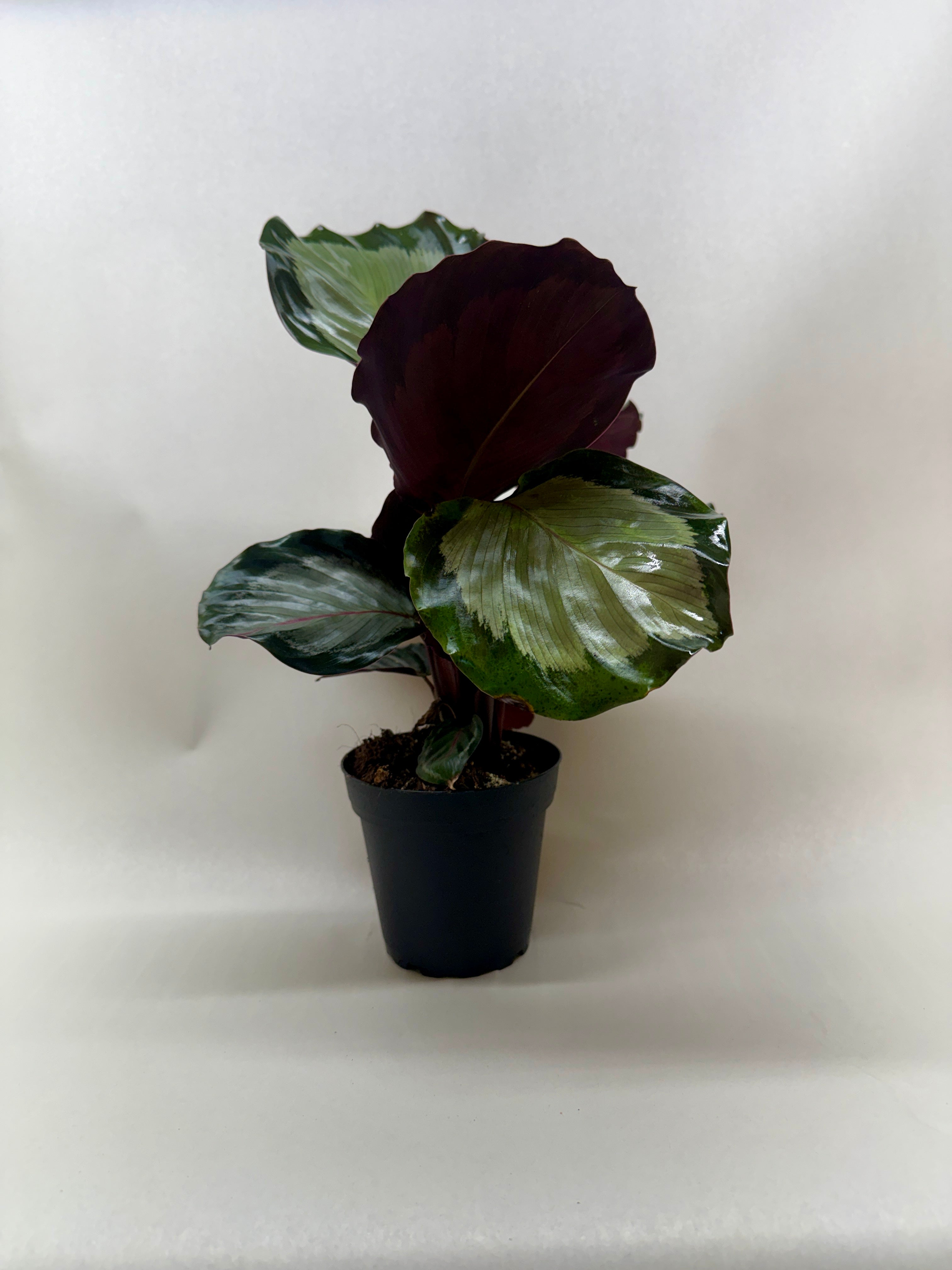 Calathea 'Northern Lights' - photo 2