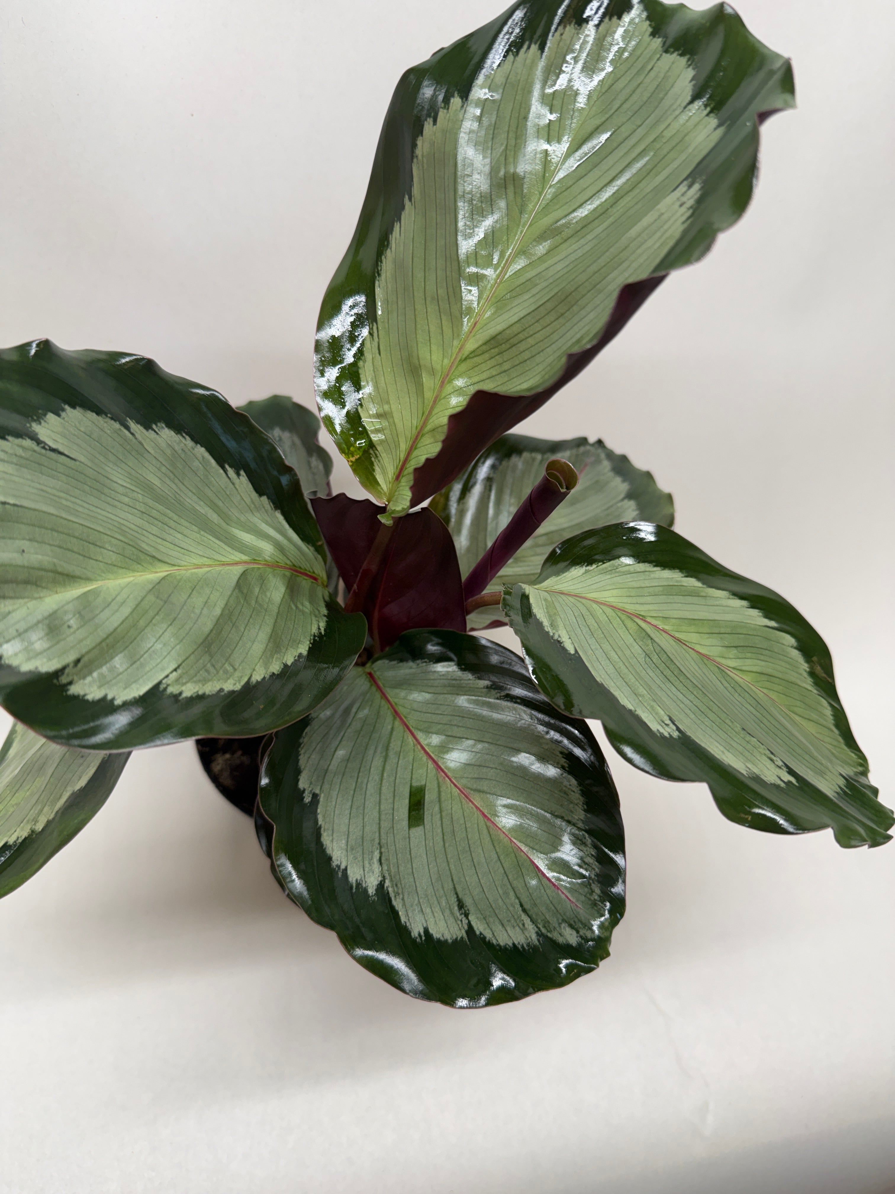 Calathea 'Northern Lights' live houseplant