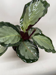 Calathea 'Northern Lights' live houseplant