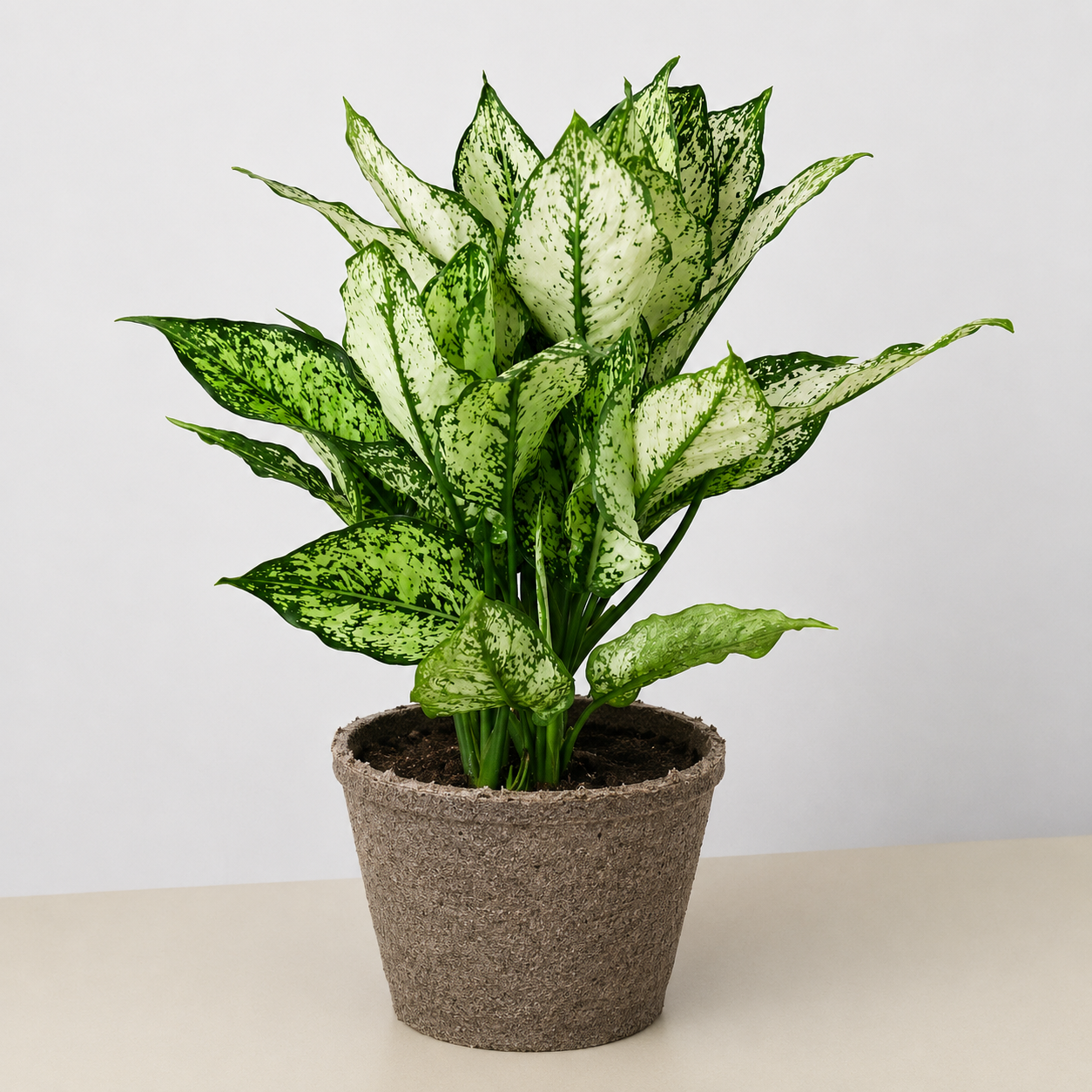 Chinese Evergreen 'First Diamond' - photo 4