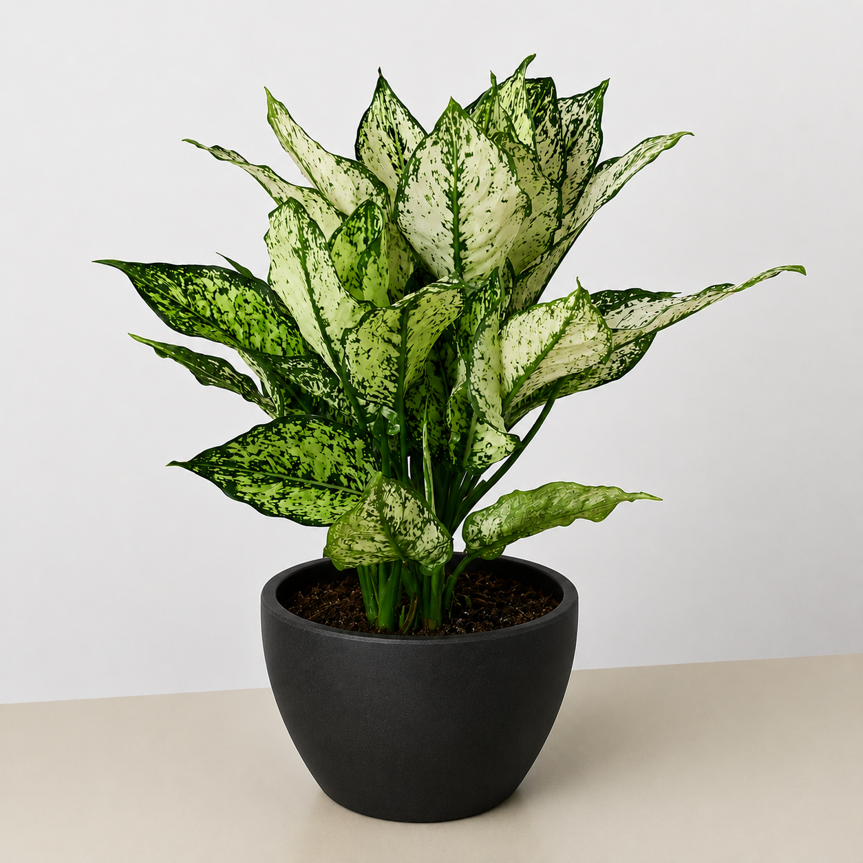 Chinese Evergreen 'First Diamond' - photo 5