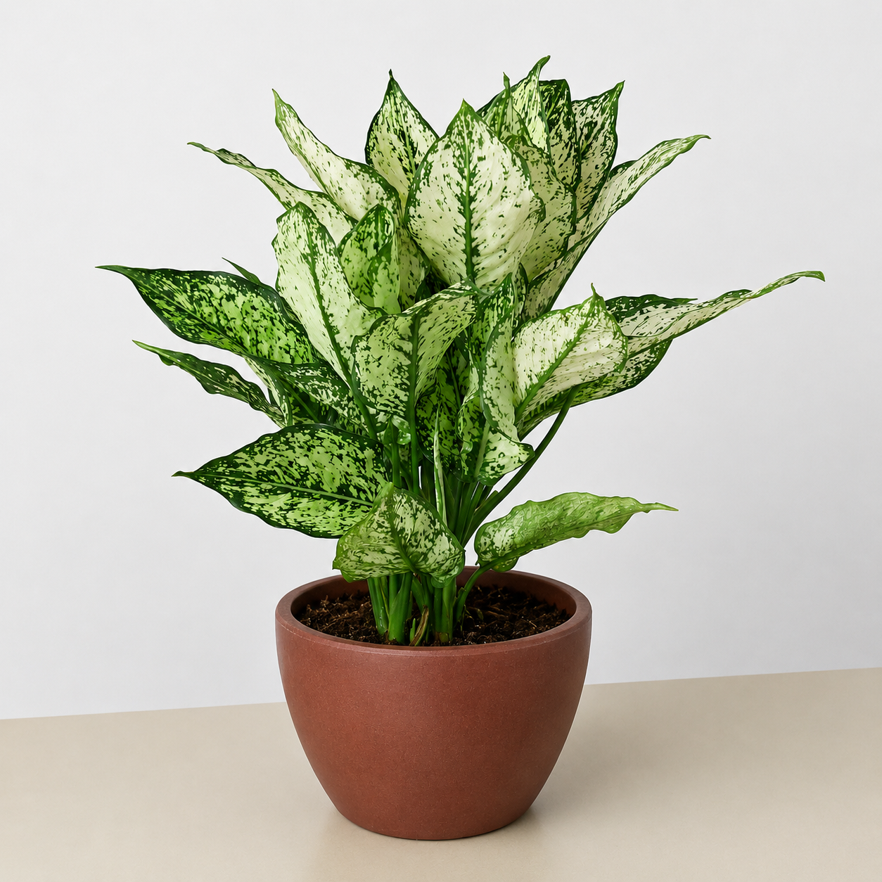 Chinese Evergreen 'First Diamond' - photo 6