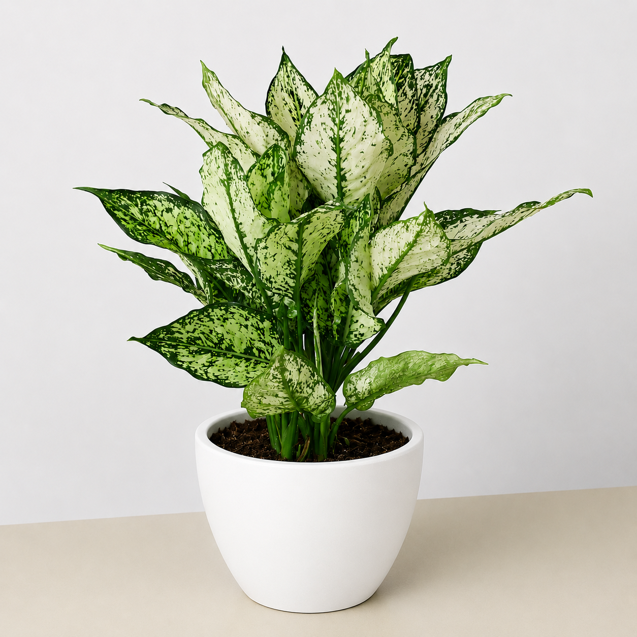 Chinese Evergreen 'First Diamond' - photo 7