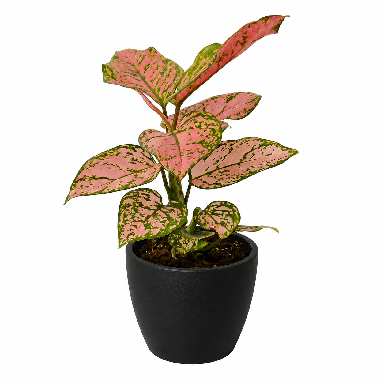 Chinese Evergreen 'Lady Valentine' - photo 8