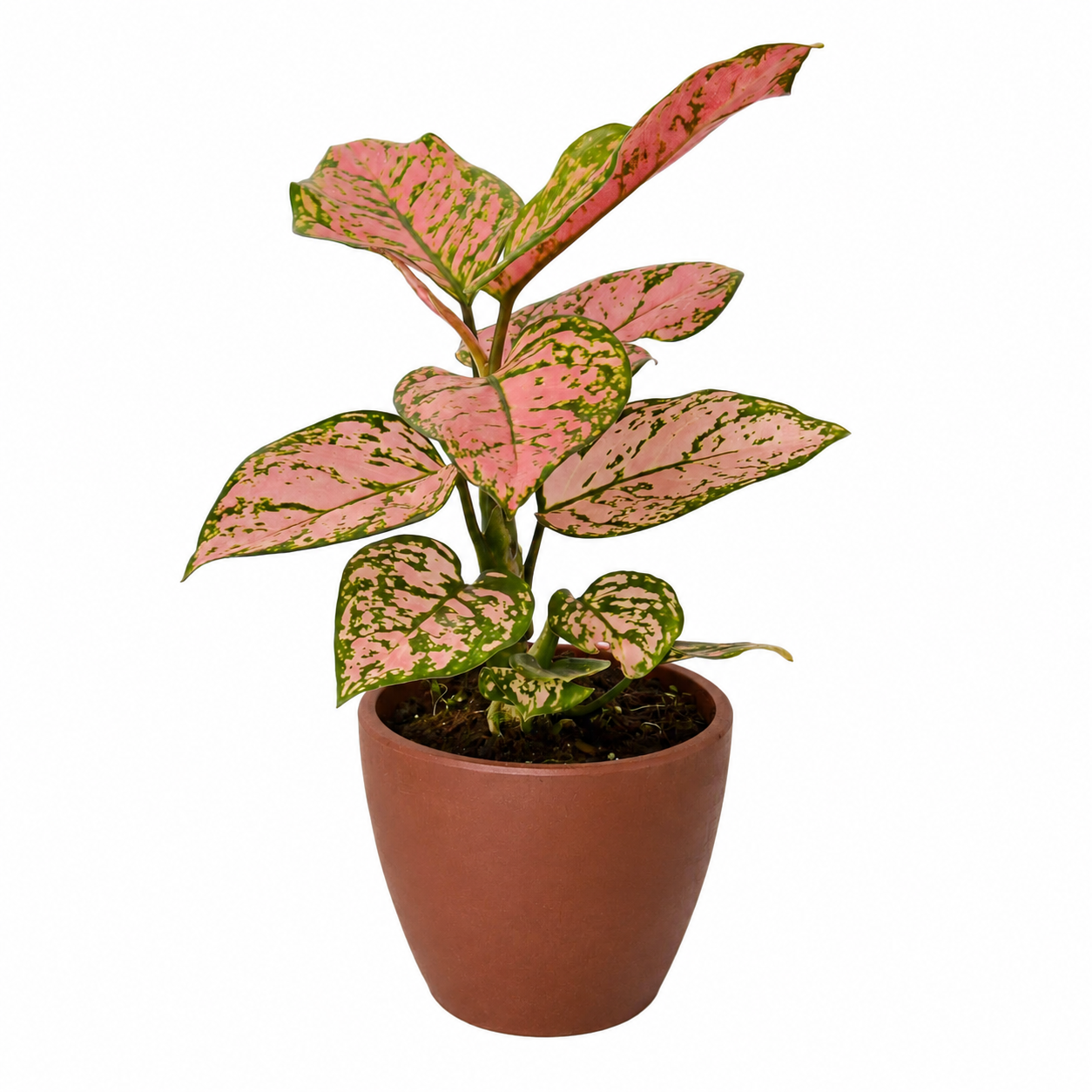 Chinese Evergreen 'Lady Valentine' - photo 7
