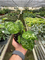 Chinese Evergreen Pictum Tricolor - photo 4