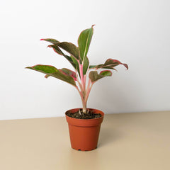 Chinese Evergreen 'Red Siam' live houseplant
