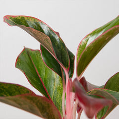 Chinese Evergreen 'Red Siam' - photo 2