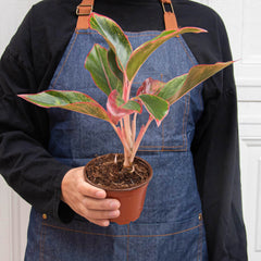 Chinese Evergreen 'Red Siam' - photo 3