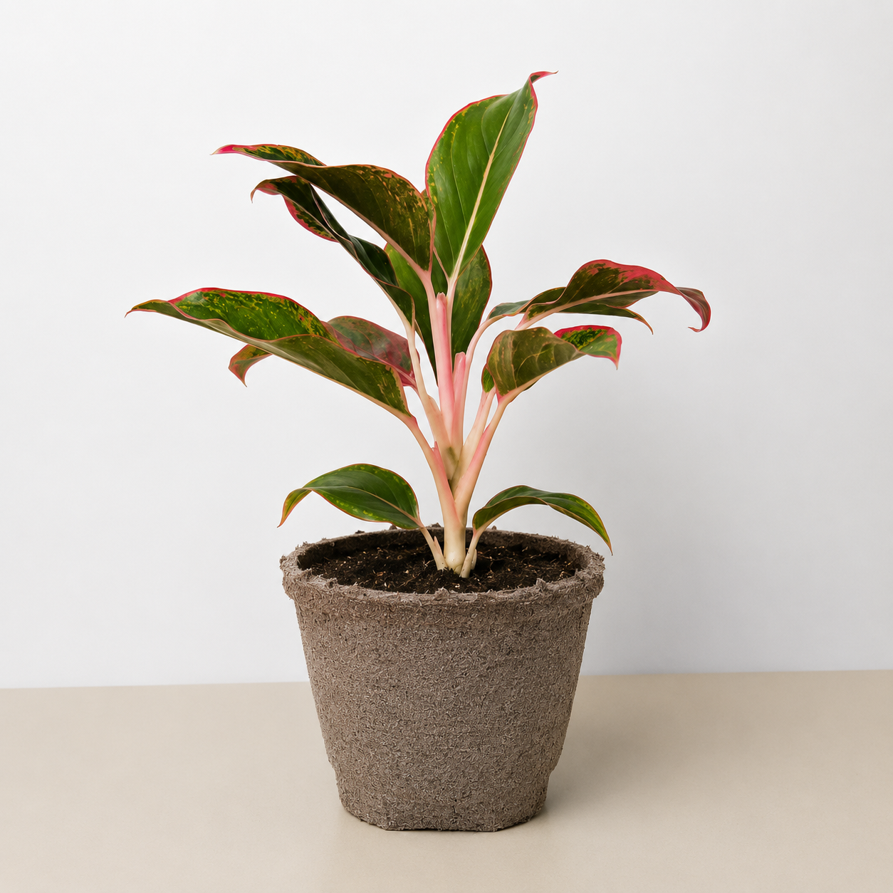 Chinese Evergreen 'Red Siam' - photo 7