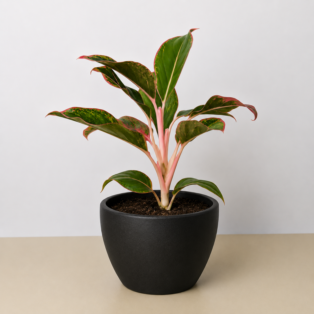 Chinese Evergreen 'Red Siam' - photo 8