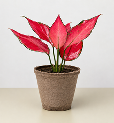Chinese Evergreen 'Ruby Garuda' - photo 4